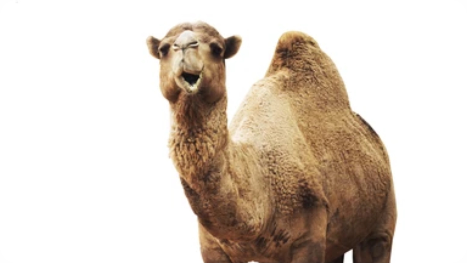 Deve Kurban Proje Organizasyonu